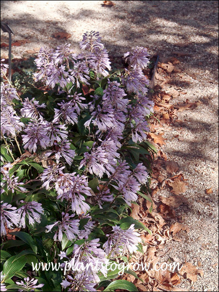 Hosta Tardiflora
(October 4)